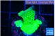 Montipora green cap 2-3 cm WYSIWYG acclimaté