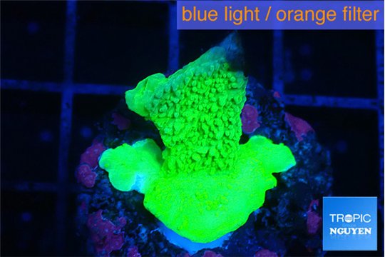 Montipora green cap 2-3 cm WYSIWYG acclimaté