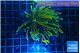 Euphyllia glabrescens hell fire 4-7 cm WYSIWYG acclimaté