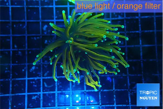 Euphyllia glabrescens hell fire 4-7 cm WYSIWYG acclimaté