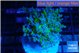 Euphyllia paradivisa green sunset 4-6 cm WYSIWYG acclimaté