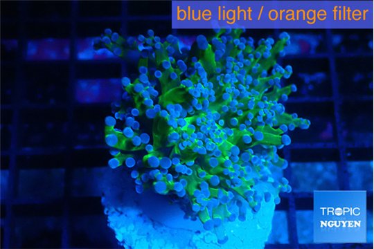 Euphyllia paradivisa green sunset 4-6 cm WYSIWYG acclimaté