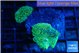 Discosoma green & blue spot 2 polyps WYSIWYG acclimaté