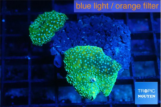 Discosoma green & blue spot 2 polyps WYSIWYG acclimaté