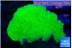 Montipora green cap 2-3 cm WYSIWYG acclimaté