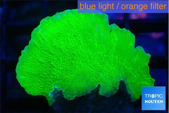 Montipora green cap 2-3 cm WYSIWYG acclimaté