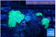 Discosoma green small polyps 3 polyps WYSIWYG acclimaté