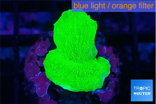 Montipora green cap 2-3 cm WYSIWYG acclimaté