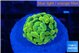 Euphyllia paraancora green gold 2-3 cm WYSIWYG acclimaté