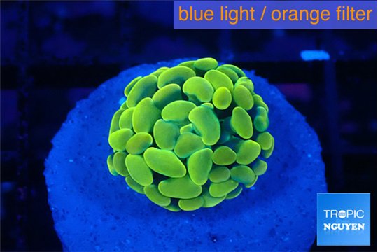 Euphyllia paraancora green gold 2-3 cm WYSIWYG acclimaté