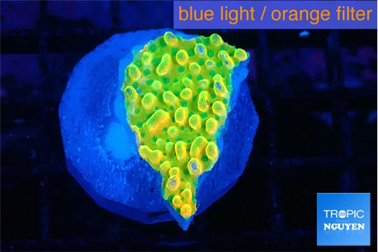 Montipora kungpao phoenix frag 2-3 cm WYSIWYG acclimaté