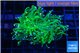 Euphyllia glabrescens green & pink tip 4-7 cm WYSIWYG acclimaté
