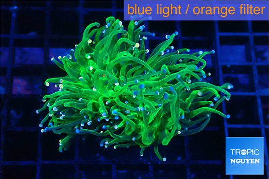 Euphyllia glabrescens green & pink tip 4-7 cm WYSIWYG acclimaté