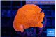 Montipora red cap 2-3 cm WYSIWYG acclimaté