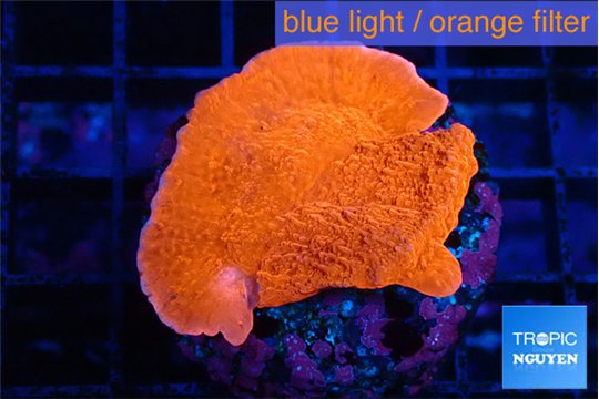 Montipora red cap 2-3 cm WYSIWYG acclimaté