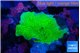 Montipora green cap 2-3 cm WYSIWYG acclimaté