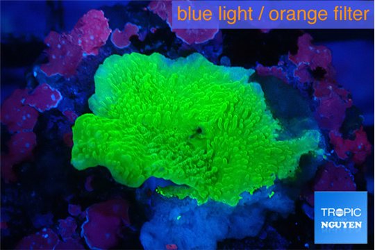 Montipora green cap 2-3 cm WYSIWYG acclimaté