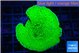 Montipora green 4-6 cm WYSIWYG acclimaté