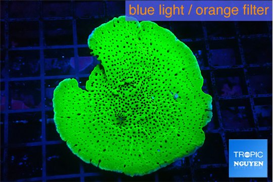 Montipora green 4-6 cm WYSIWYG acclimaté
