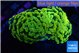Euphyllia paraancora golden 4-7 cm WYSIWYG acclimaté
