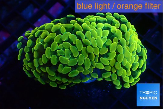 Euphyllia paraancora golden 4-7 cm WYSIWYG acclimaté