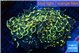 Euphyllia ancora orange gold 11-16 cm WYSIWYG acclimaté