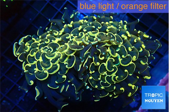 Euphyllia ancora orange gold 11-16 cm WYSIWYG acclimaté