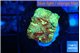 Favia red green 1-3 cm WYSIWYG acclimaté