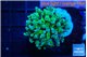 Euphyllia yayaemaensis green 3-5 cm WYSIWYG acclimaté