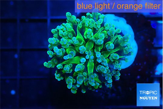 Euphyllia yayaemaensis green 3-5 cm WYSIWYG acclimaté