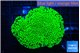 Montipora green 4-6 cm WYSIWYG acclimaté