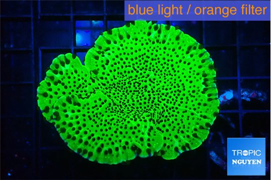 Montipora green 4-6 cm WYSIWYG acclimaté
