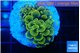 Euphyllia paraancora green gold 2-3 cm WYSIWYG acclimaté