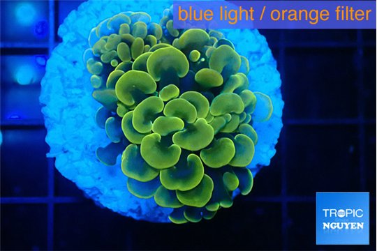 Euphyllia paraancora green gold 2-3 cm WYSIWYG acclimaté