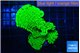 Montipora green 4-6 cm WYSIWYG acclimaté
