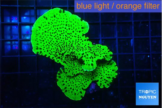 Montipora green 4-6 cm WYSIWYG acclimaté