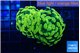 Euphyllia paraancora green gold 3-5 cm WYSIWYG acclimaté