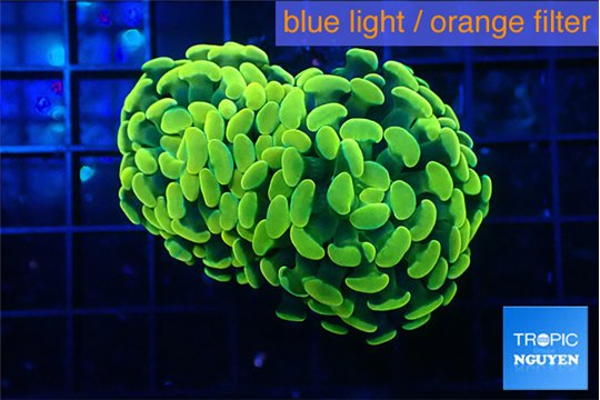 Euphyllia paraancora green gold 3-5 cm WYSIWYG acclimaté