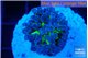 Euphyllia yayaemaensis green 3-5 cm WYSIWYG acclimaté