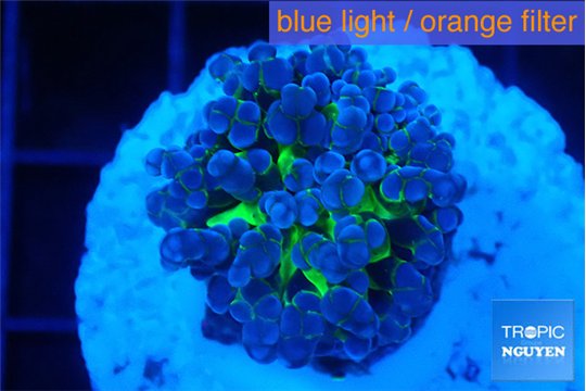 Euphyllia yayaemaensis green 3-5 cm WYSIWYG acclimaté
