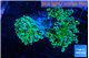 Euphyllia paradivisa green sunset 4-7 cm WYSIWYG acclimaté