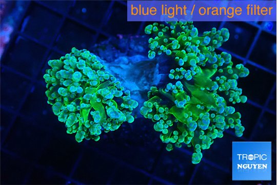 Euphyllia paradivisa green sunset 4-7 cm WYSIWYG acclimaté