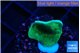 Pavona cactus green 1-3 cm WYSIWYG acclimaté