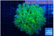 Euphyllia paradivisa green purple 4-7 cm WYSIWYG acclimaté