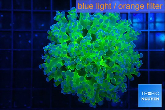 Euphyllia paradivisa green purple 4-7 cm WYSIWYG acclimaté