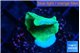 Pavona cactus green 1-3 cm WYSIWYG acclimaté