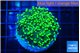 Euphyllia paradivisa green neon 3-6 cm WYSIWYG acclimaté