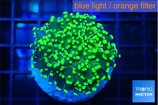 Euphyllia paradivisa green neon 3-6 cm WYSIWYG acclimaté