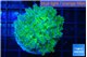 Euphyllia paradivisa green purple 3-6 cm WYSIWYG acclimaté