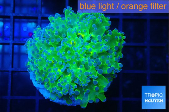 Euphyllia paradivisa green purple 3-6 cm WYSIWYG acclimaté